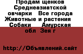 Продам щенков Среднеазиатской овчарки - Все города Животные и растения » Собаки   . Амурская обл.,Зея г.